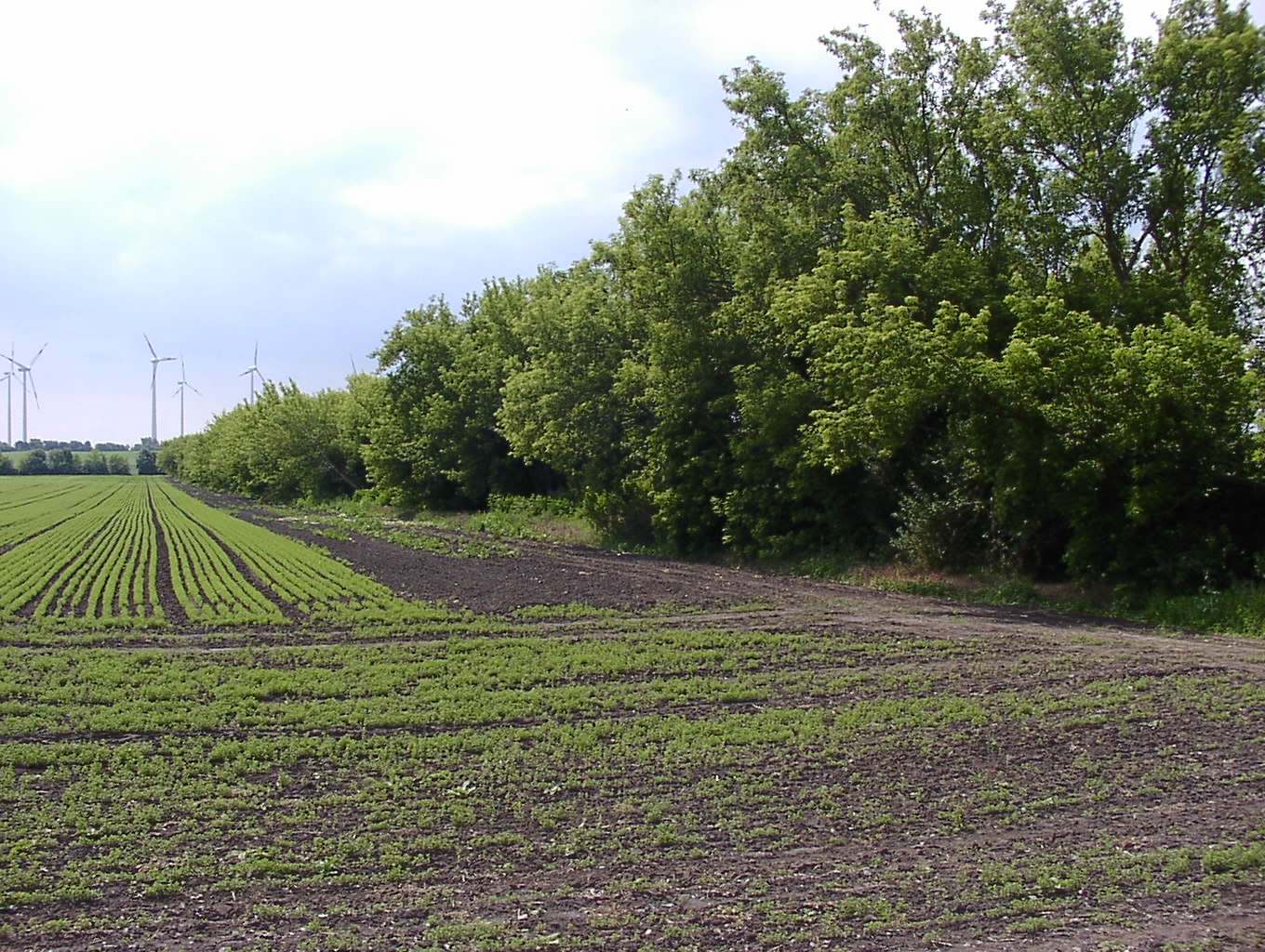Feldgehölz bei Schwaneberg 2008
