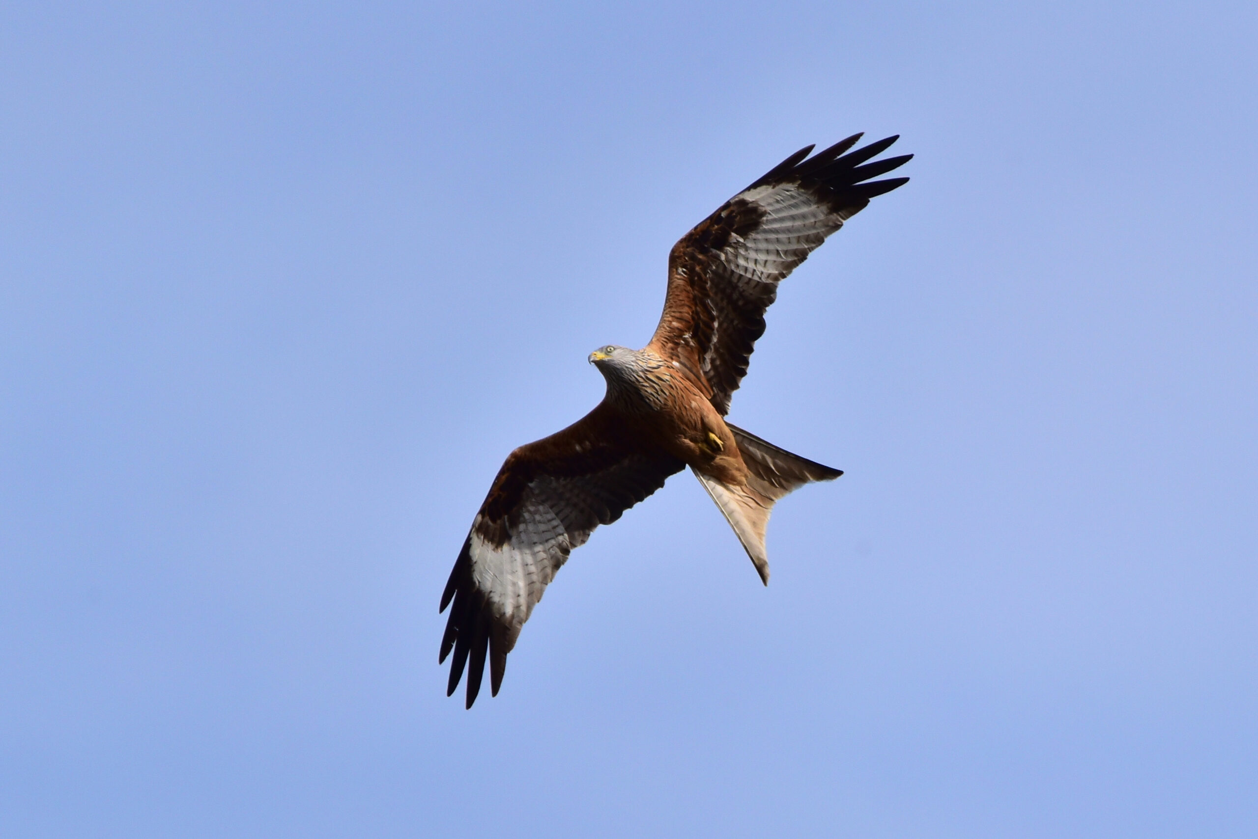 Rotmilan, Foto: Vnyyy commons.wikimedia.org