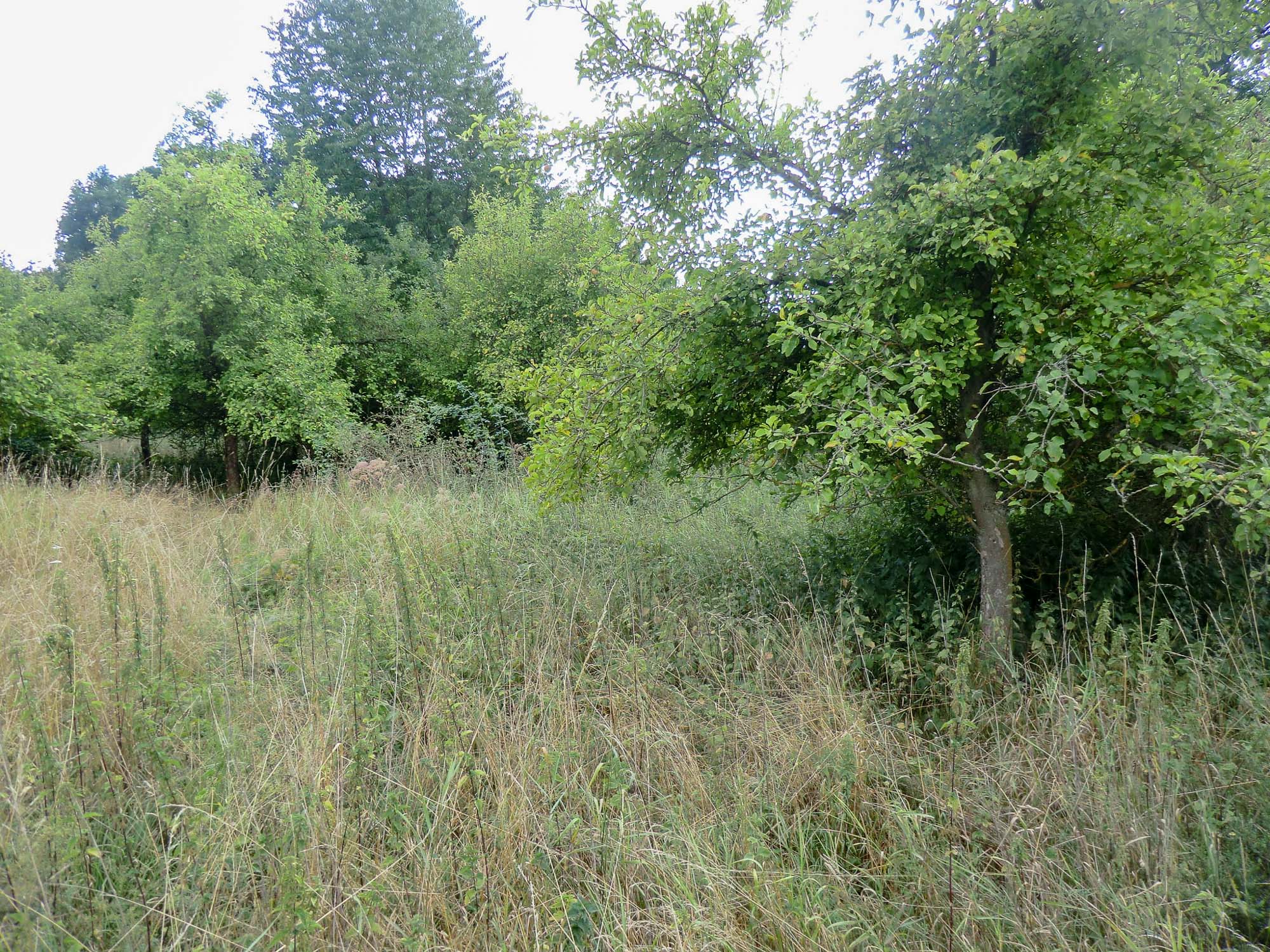 Ausgangszustand August 2020