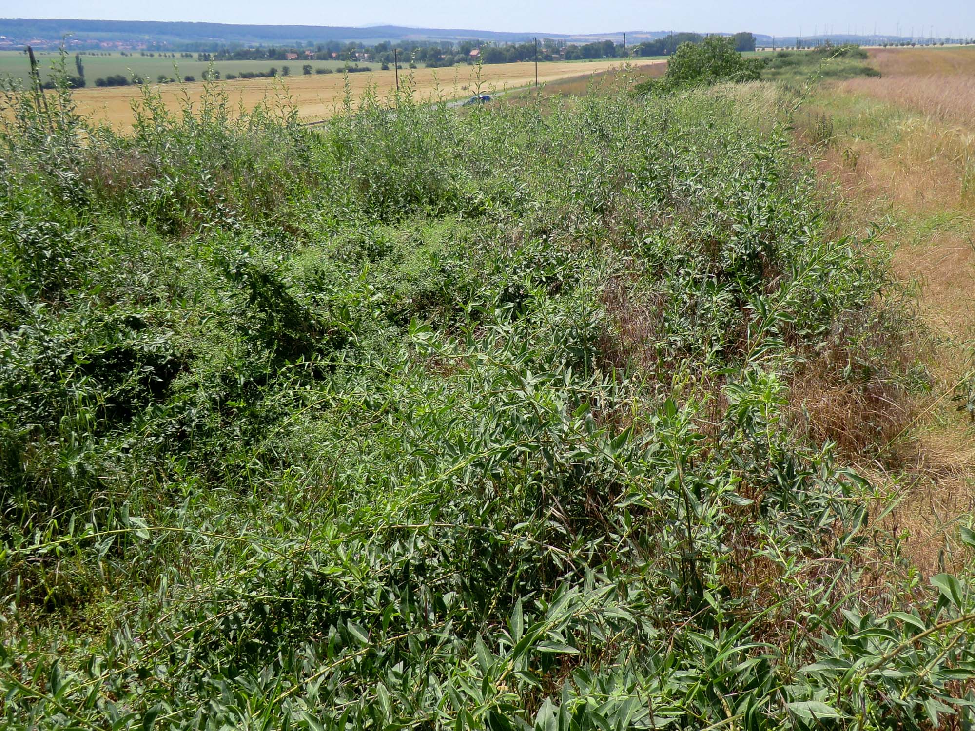 Anfangszustand Bocksdornbestand