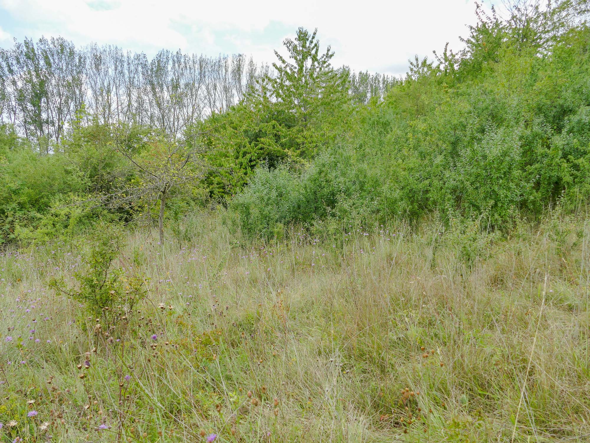 Ausgangszustand Magerrasen Fallstein 2019