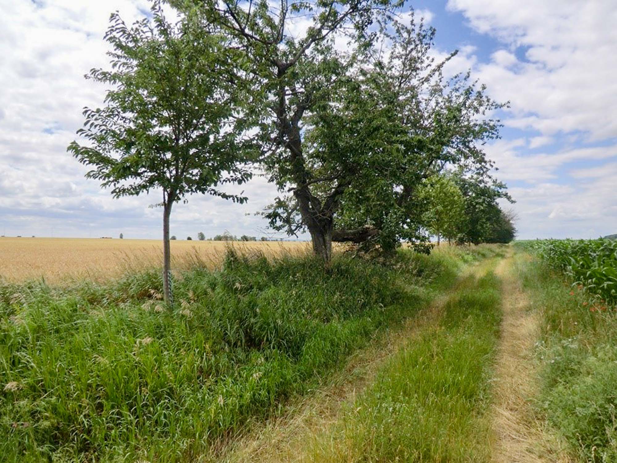 Ausgangszustand Obstbaumreihe Cochstedt