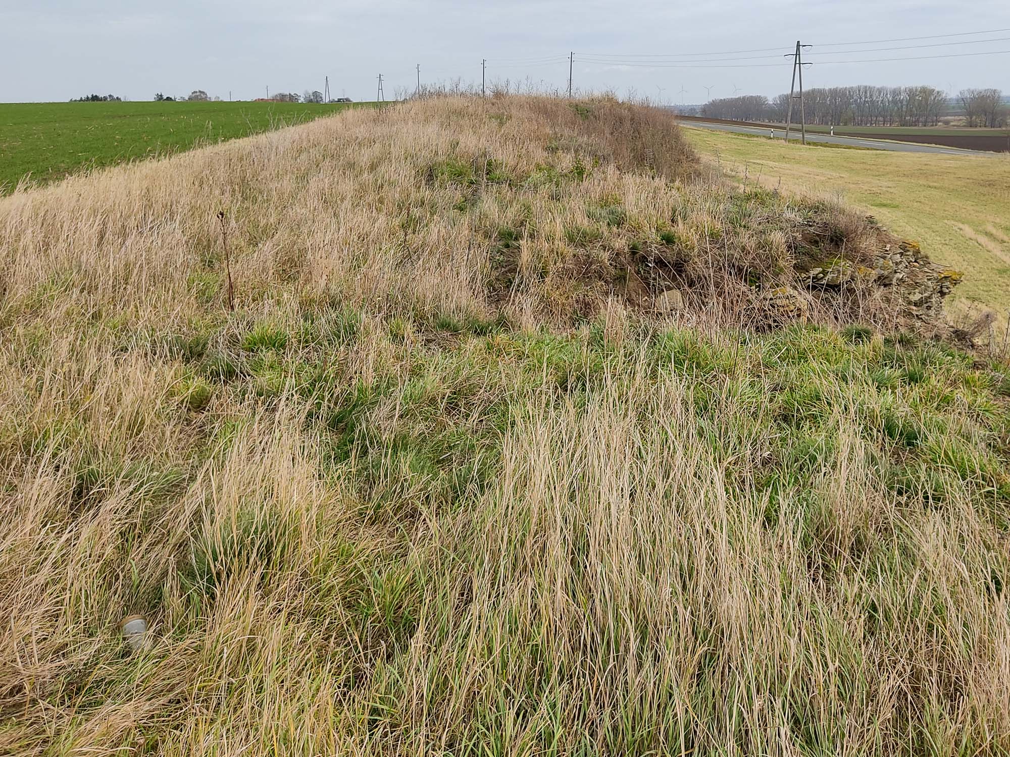 Endzustand Bocksdornbestand
