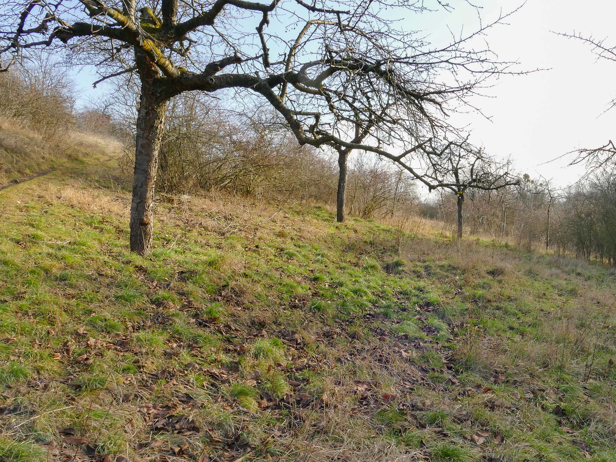 Endzustand Magerrasen Fallstein 2019