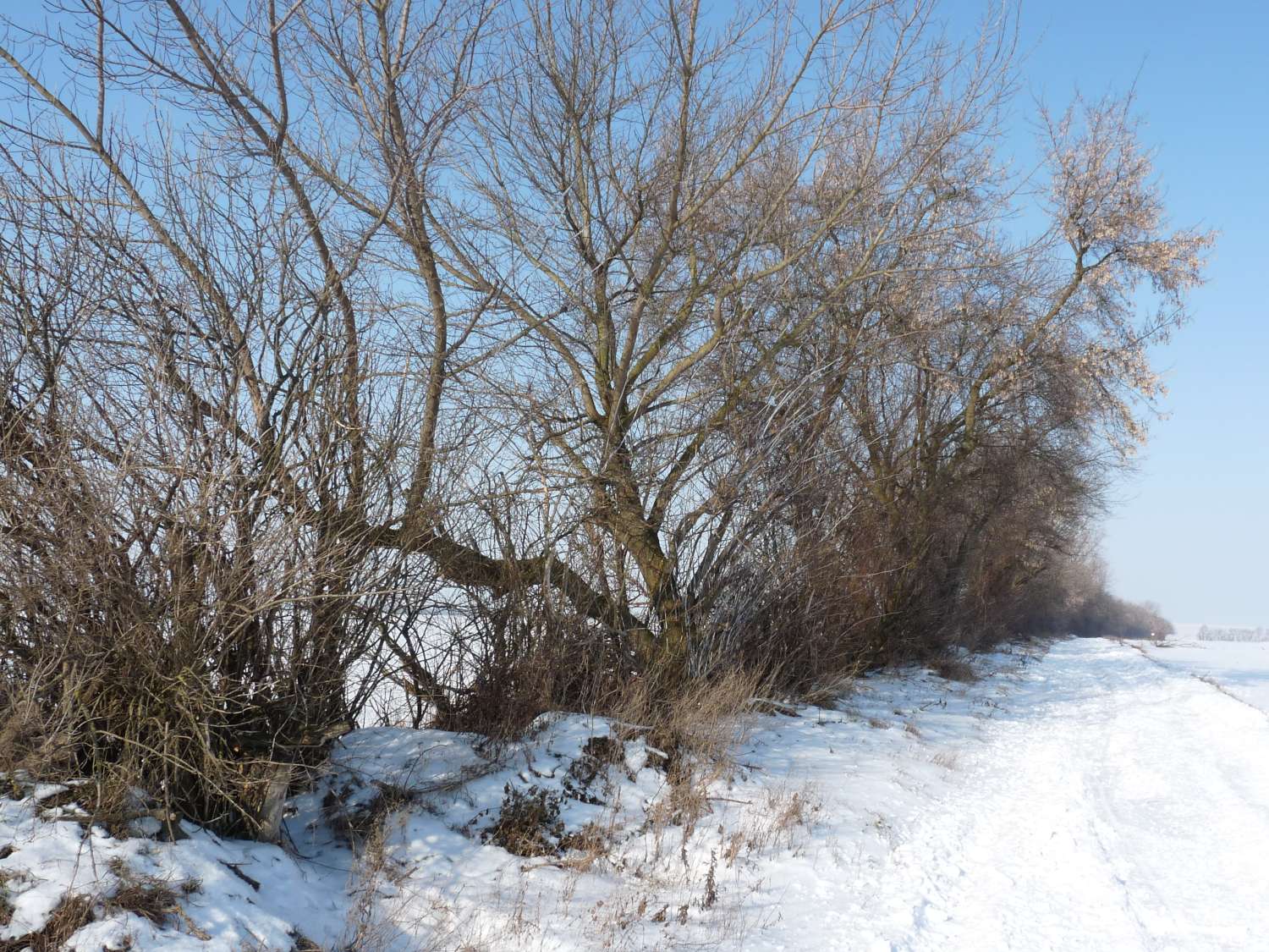 Beispiel A: Pflege/Umbau eines neophytendominierten, ungepflegten Feldgehölzes - Stand 2012 (vor der Umsetzung).