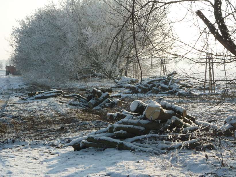 Beispiel D: Pflege einer Strauchreihe, 2. Teil: Umbau und Nachpflanzung (Stand 2012, bei der Umsetzung).