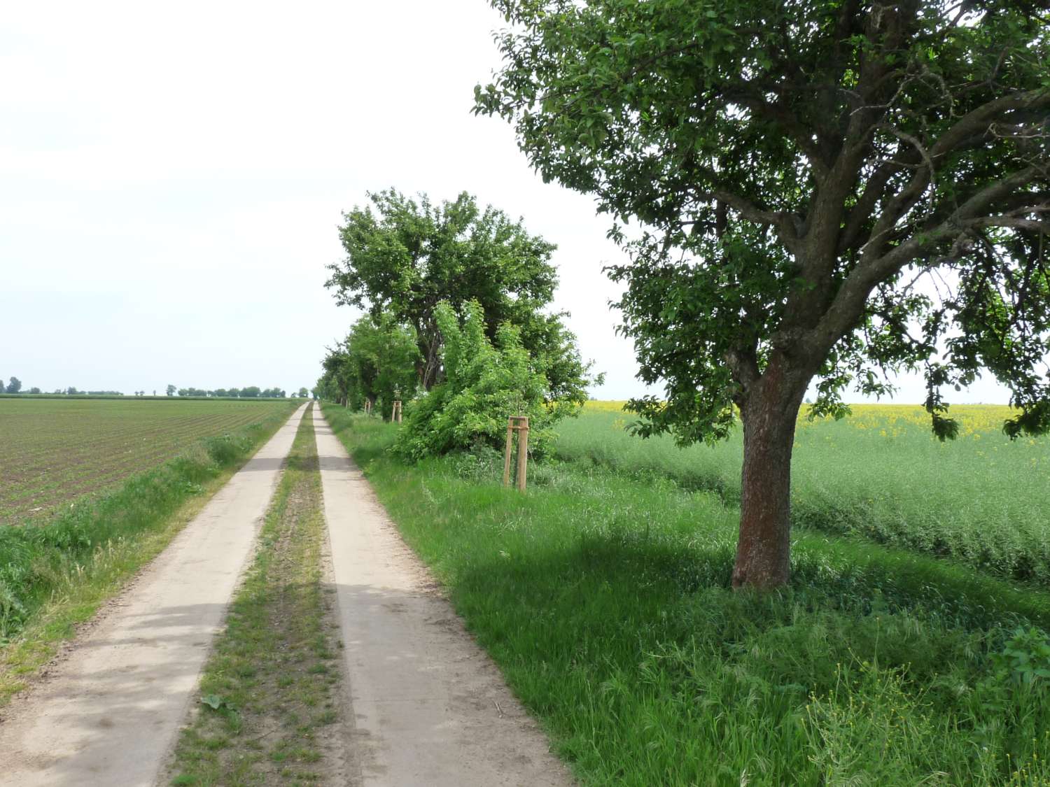 Beispiel B: Pflege einer neophytendurchsetzten Obstallee. Stand 2012, nach der Umsetzung und Nachpflanzung.