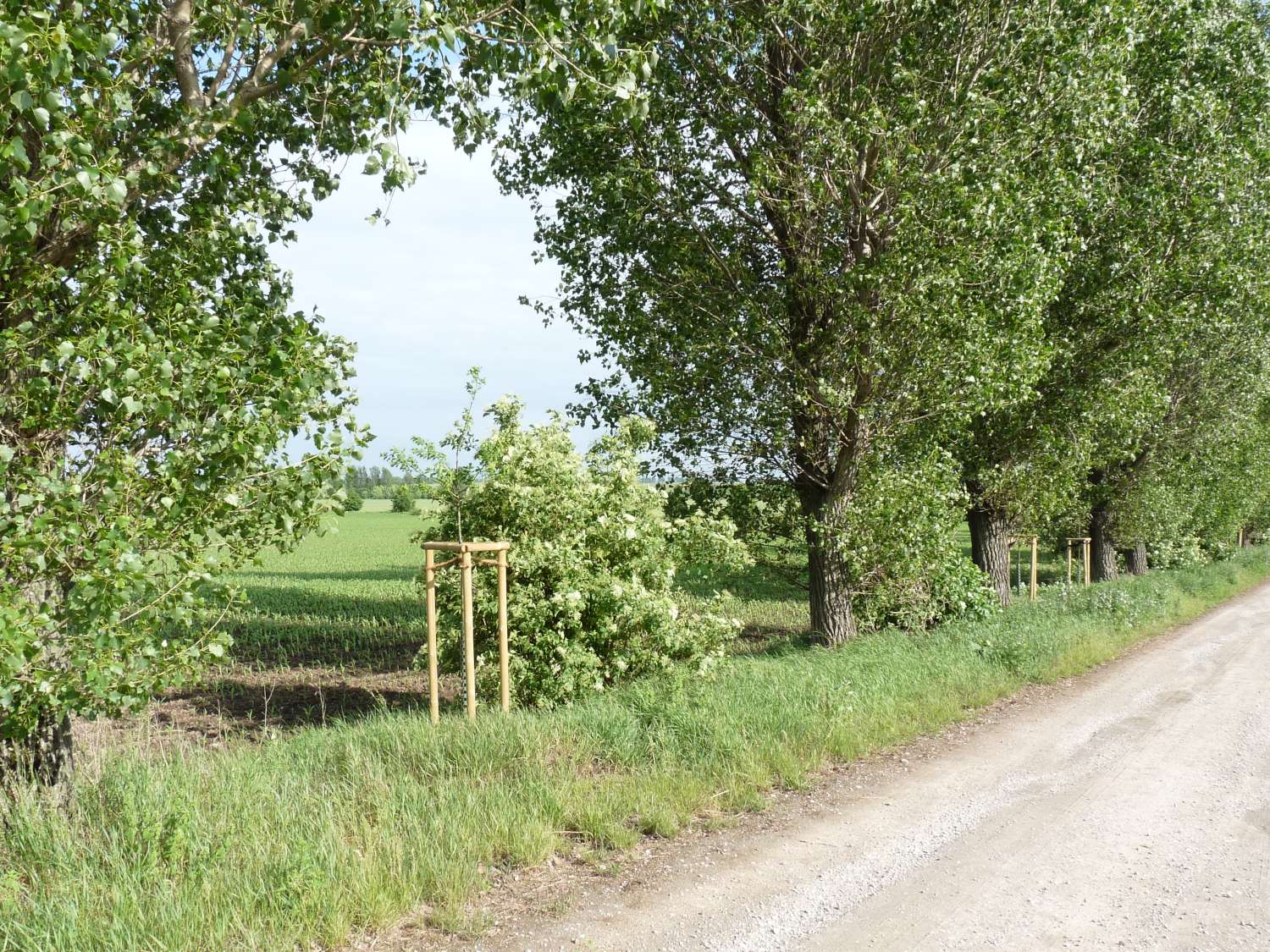 Beispiel C: Umbau einer abgängigen Pappelreihe - Stand 2012 (nach der Umsetzung).