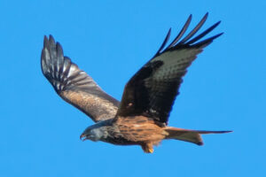 Fliegender Rotmilan, Foto: Schoepet, commons.wikimedia.org