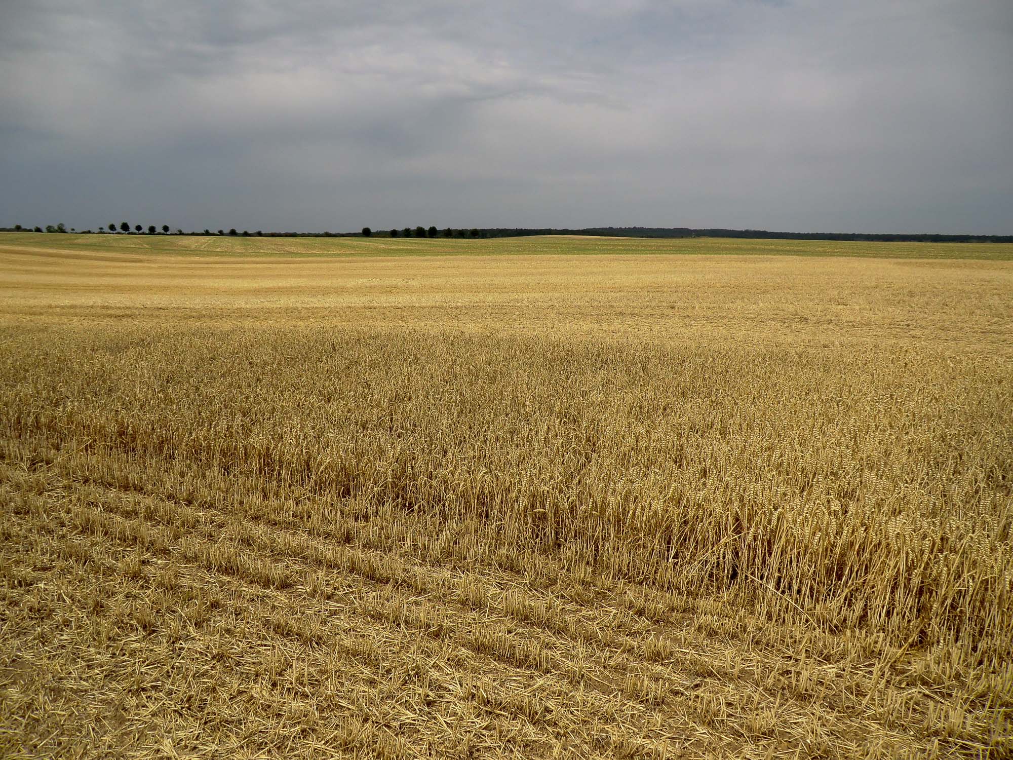 Hakelumfeld bei Friedrichsaue